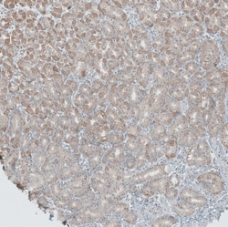 ANO7 Antibody, Novus Biologicals 0.1mL; Unlabeled:Antibodies, Polyclonal
